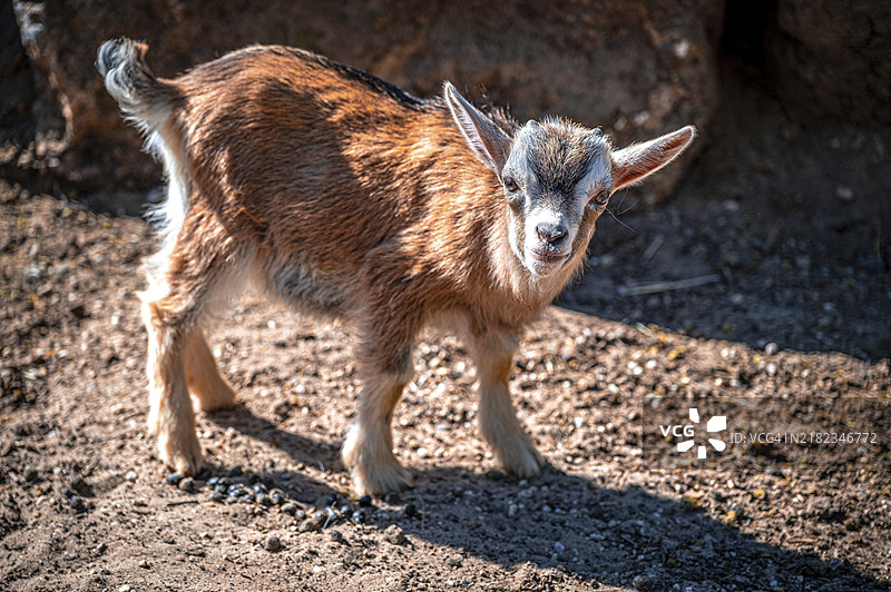 年轻的矮脚山羊（Capra aegagrus hircus）在其围栏内，德国萨克森-安哈尔特州巴德科森，欧洲图片素材