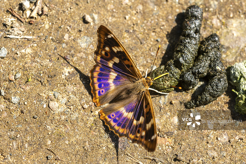 小紫帝蝶（Apatura ilia），在粪便上吸收矿物质的蝴蝶图片素材