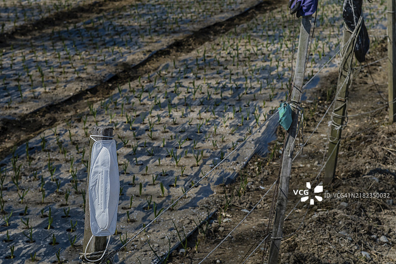 白色外科口罩挂在木栅栏杆上，背景模糊的春葱作物在韩国。图片素材