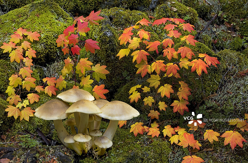 秋季的聚集圆顶蘑菇图片素材