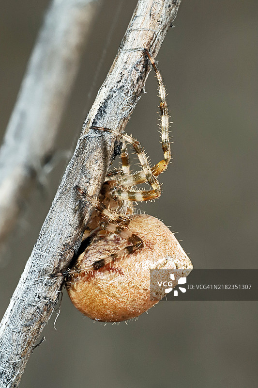 十字园蛛图片素材