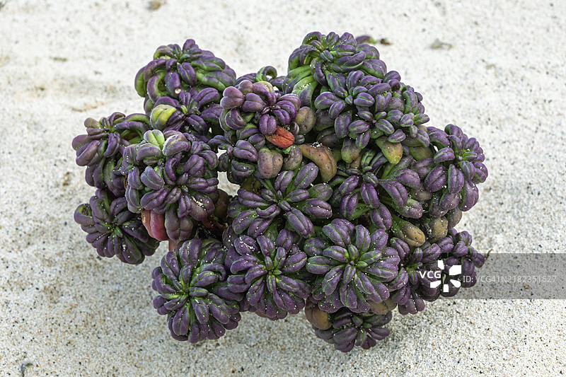 白菊叶千里光，兰萨罗特奥尔佐拉附近的海滩图片素材