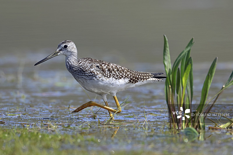 大黄腿鹬图片素材