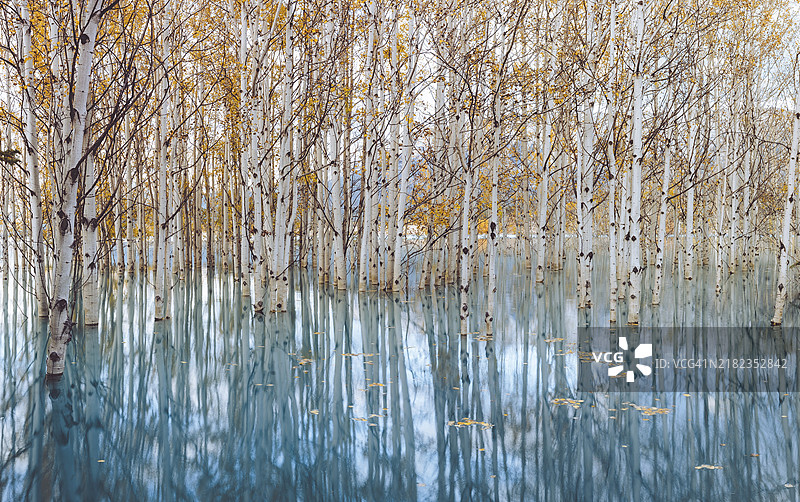 一幅宁静的场景，展示了被淹没的森林，光秃的白桦树高耸入云，树木在平静的水面上倒映，阿布拉罕湖，加拿大阿尔伯塔省，北美。图片素材