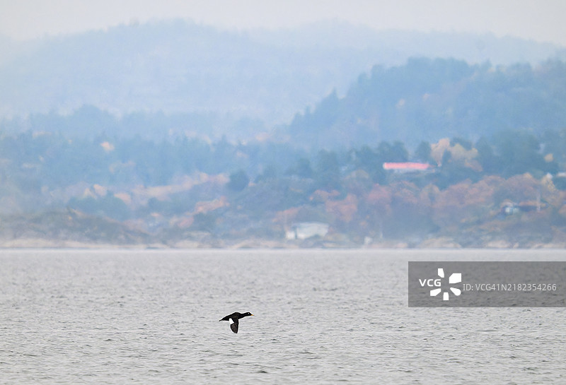 一只孤独的鸭子在雾中飞翔图片素材