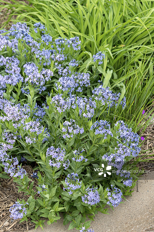 蓝星灌木（Amsonia 'Blue Ice'）图片素材