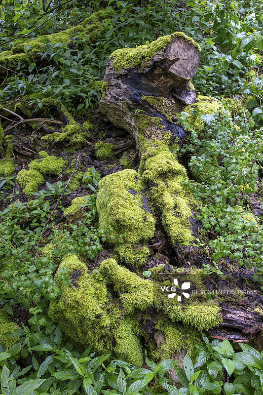 德国萨尔州托利的绍姆堡森林中长满苔藓的石头和枯木图片素材