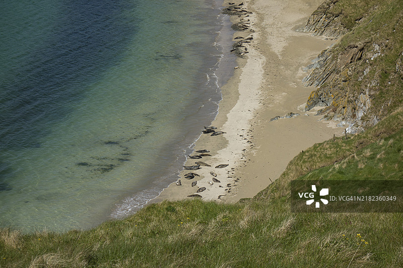 海豹在苏格兰谢特兰群岛勒威克的岩石海岸沙滩上晒太阳图片素材