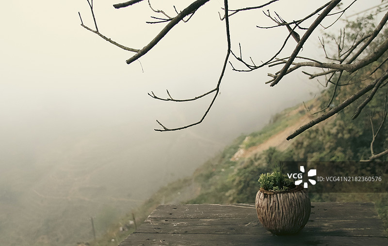 从木质平台上俯瞰的宁静雾霭景观，光秃的树枝映衬其间图片素材