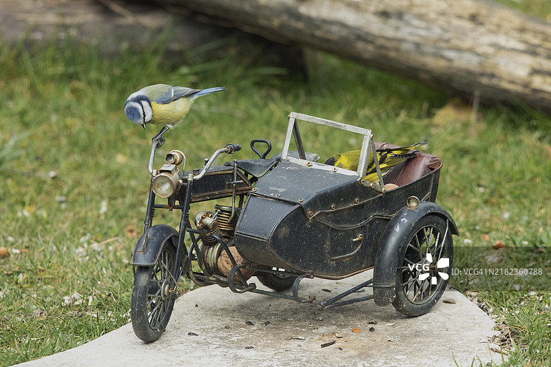 蓝山雀骑在摩托车上，站在石板上，向左下方看去，周围是绿色的草地。图片素材