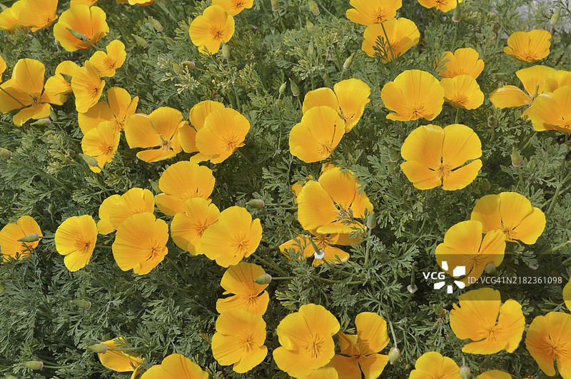 花园里的花是橙色的加州罂粟。图片素材