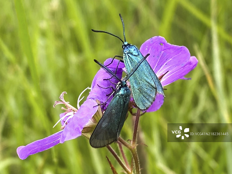 绿色林蛙(Adscita statices)在草地天竺葵(Geranium pratense)中,德国莱茵兰-普法尔茨州迪伦多夫的利德巴赫。图片素材