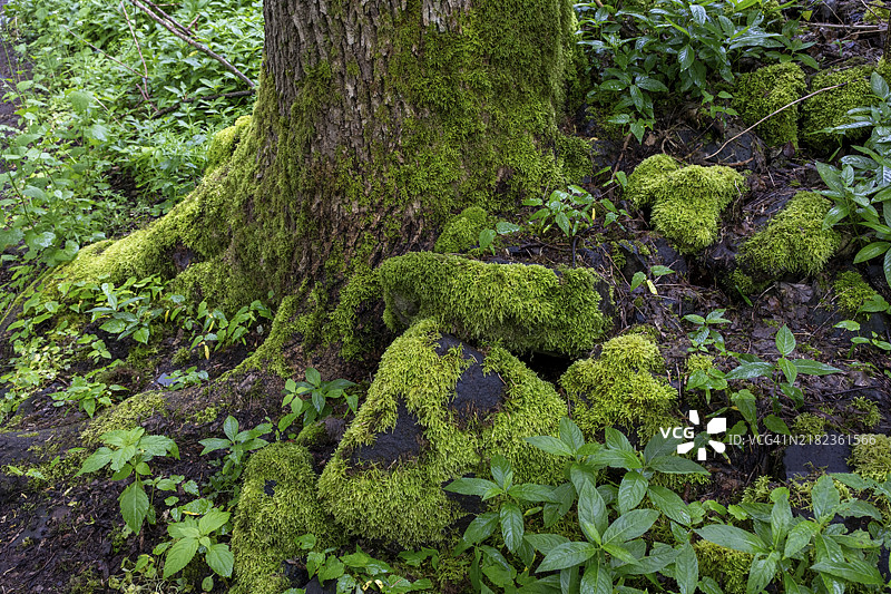 德国萨尔州托利的绍姆堡森林中长满苔藓的石头和树木图片素材