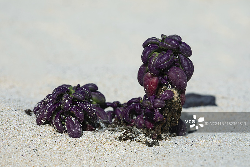 白菊叶千里光，兰萨罗特奥尔佐拉附近的海滩图片素材