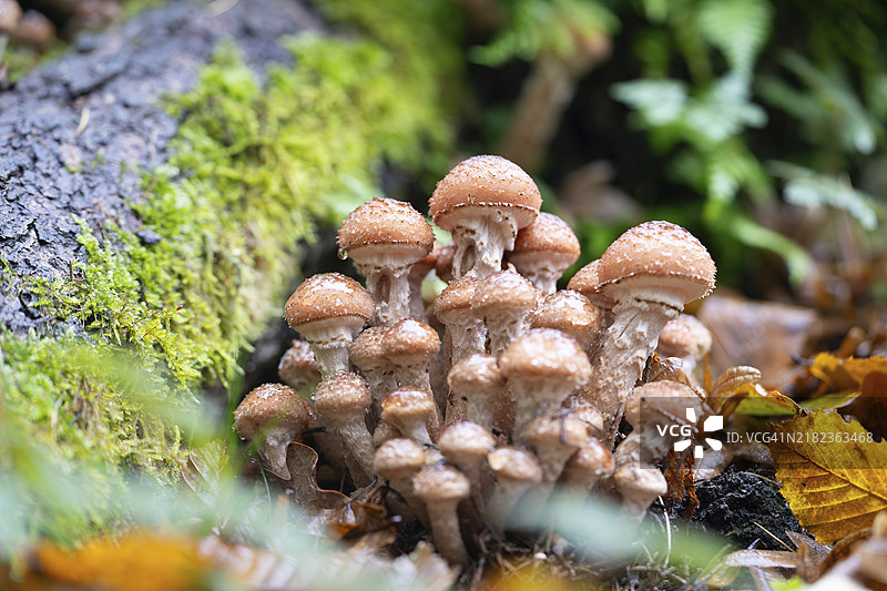 蜜环菌（Armillaria），一大簇果实体靠近树桩，索林根，北莱茵-威斯特法伦，德国，欧洲图片素材