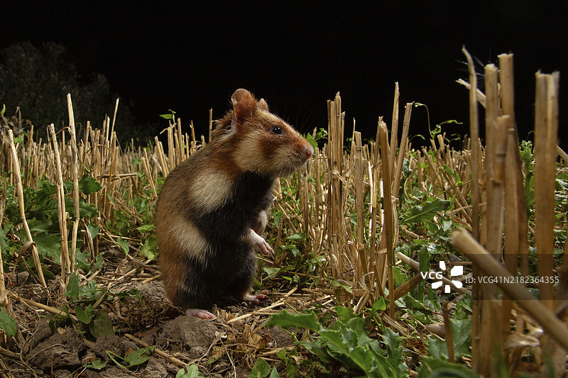 在图林根的建筑工地上的欧洲仓鼠（Cricetus cricetus）图片素材