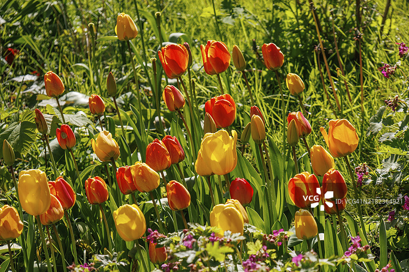 五彩缤纷的黄色和红色郁金香在生机勃勃的春季花园中盛开,花园里的盛开郁金香,红色和黄色的花朵,尼斯,阿梅兰德,荷兰图片素材