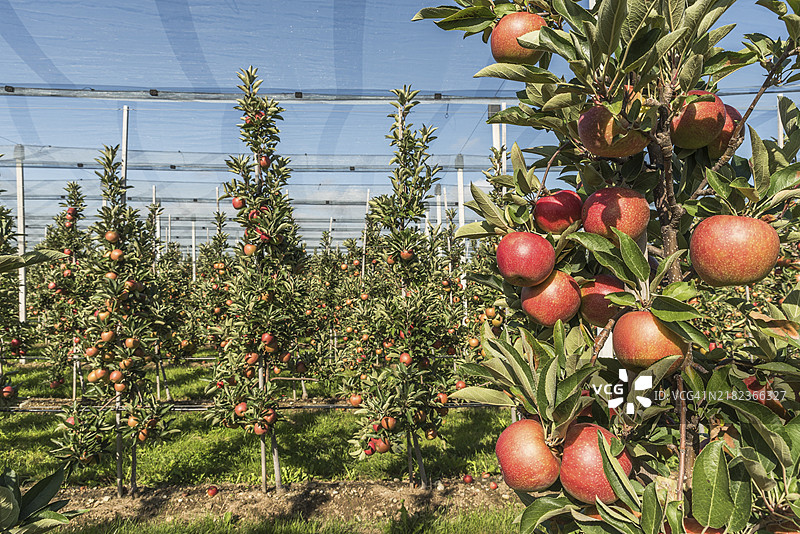 博登湖畔的苹果园，挂满成熟的红苹果（Malus domestica），被防雹网保护，位于德国巴登-符腾堡州的克雷斯布隆。图片素材