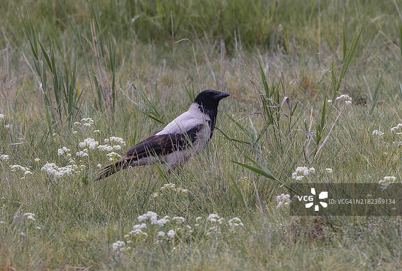 兜帽乌鸦 (Corvus cornix)图片素材
