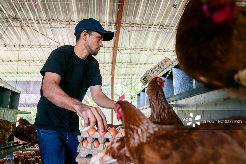 男子在养鸡场收集棕色母鸡的鸡蛋图片素材