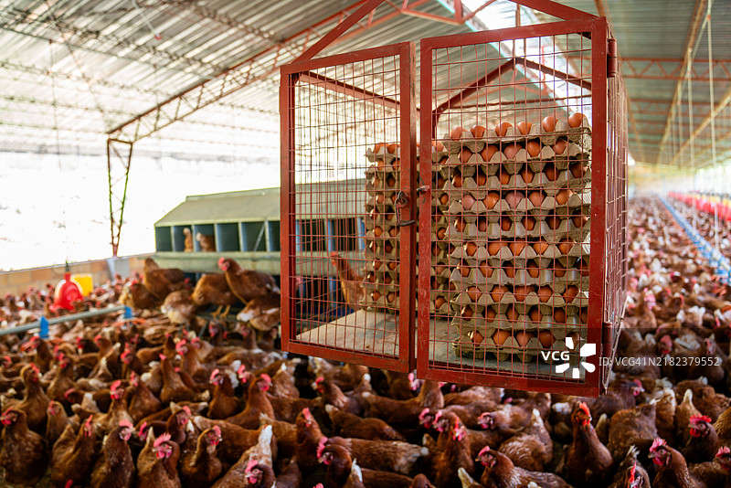 收集后在禽类农场的蛋箱笼子图片素材