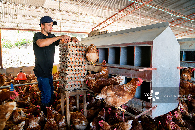 农民在鸡场收集装在纸箱里的鸡蛋图片素材