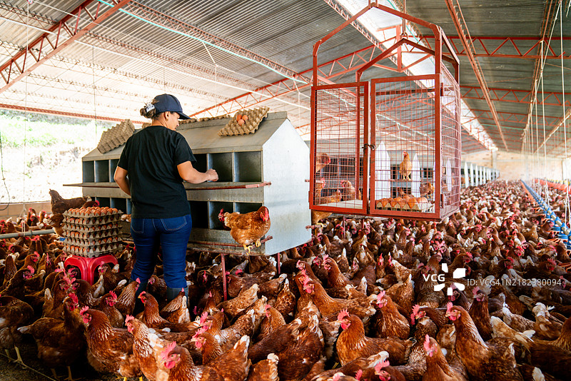女性在禽类农场收集鸡蛋图片素材