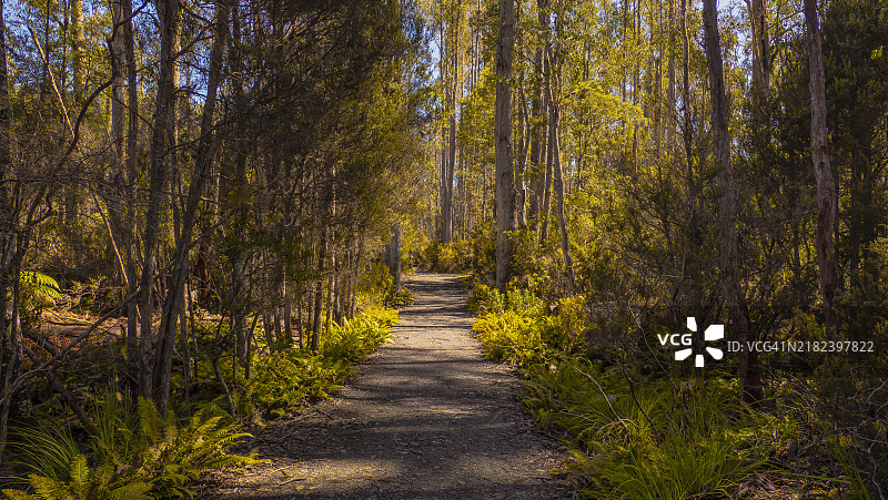 森林小路蜿蜒通向塔斯马尼亚中部的圣克莱尔湖。图片素材