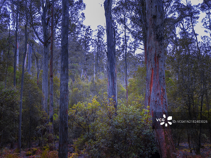 塔斯马尼亚圣克莱尔湖国家公园壮丽荒野的观景点图片素材