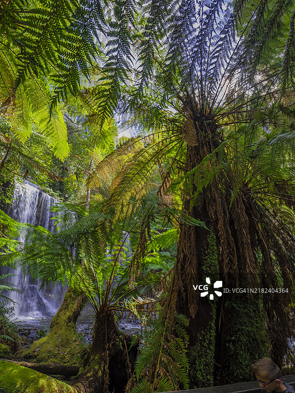 塔斯马尼亚南部的菲尔德山国家公园美丽的雨林。图片素材