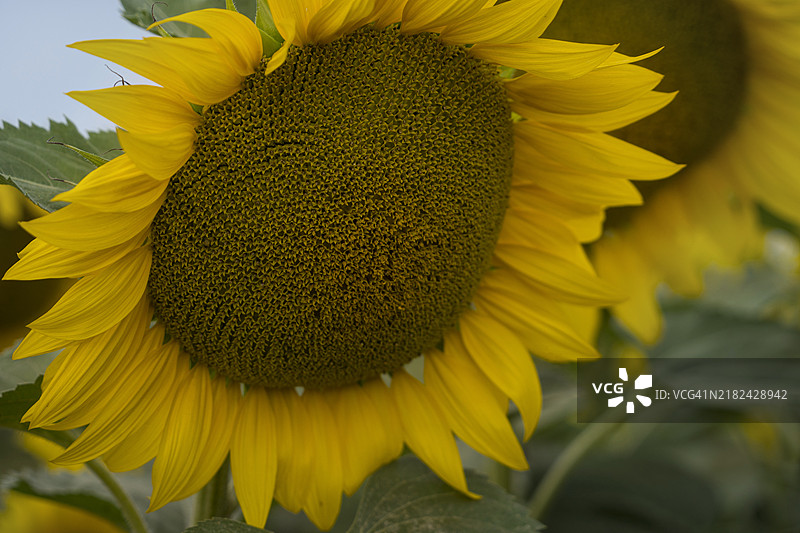 盛开的向日葵特写图片素材