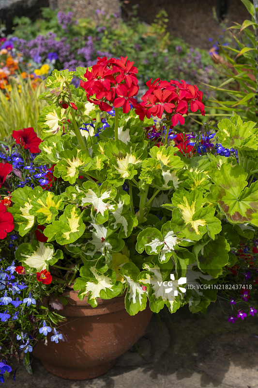 天竺葵 '快乐思绪' 在夏季开花图片素材