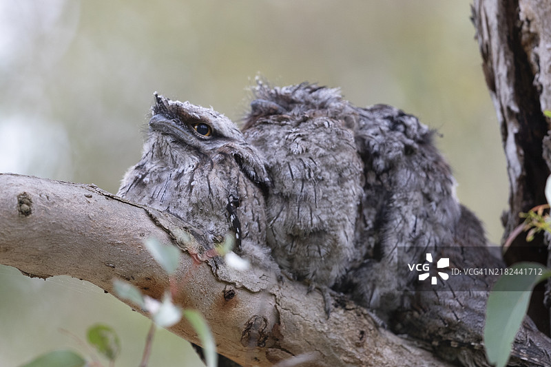 黄腹夜鹰图片素材