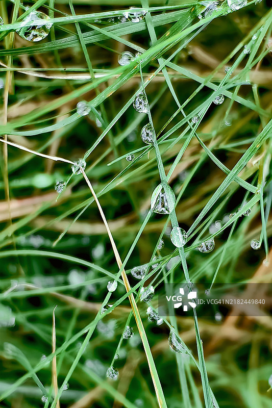 清晨露珠悬挂在绿色草叶上图片素材