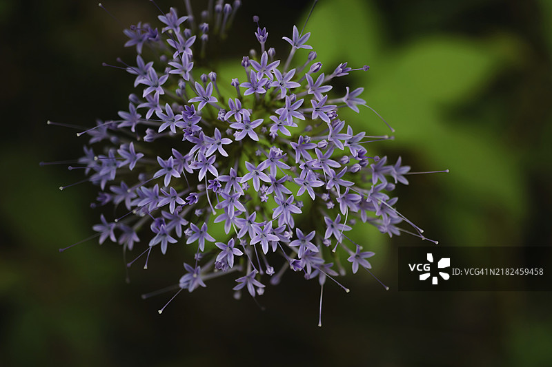 阳光照耀下的寡妇花（Trachelium caeruleum L.）特写，背景模糊。图片素材