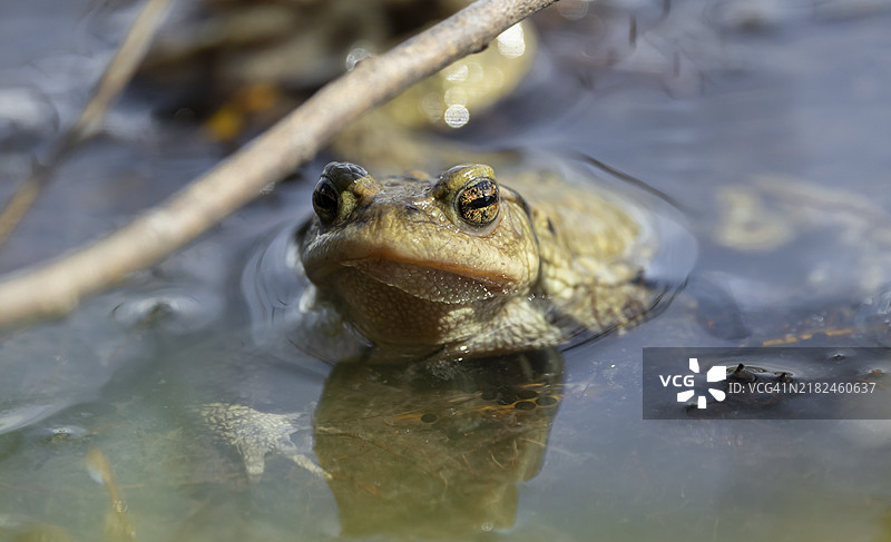 真正的蟾蜍（Bufonidae）坐在水中图片素材