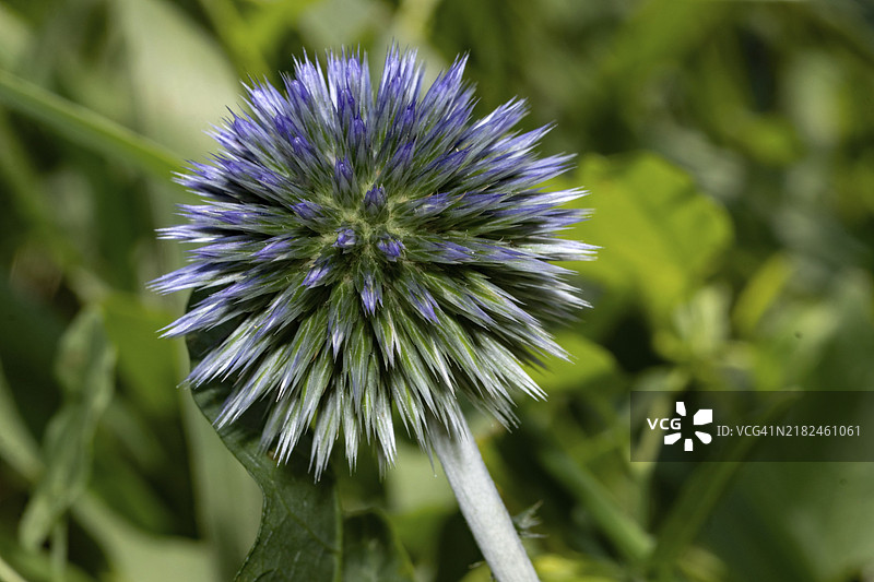 蓝色地球蓟蓝花图片素材