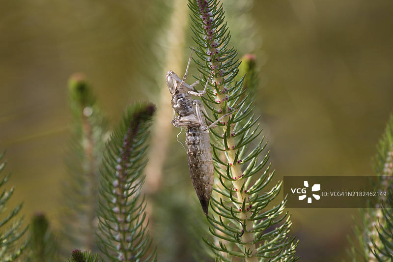 一只大型蜻蜓的脱壳在水体中的松树枝上。布兰登堡，埃伯斯瓦尔德图片素材