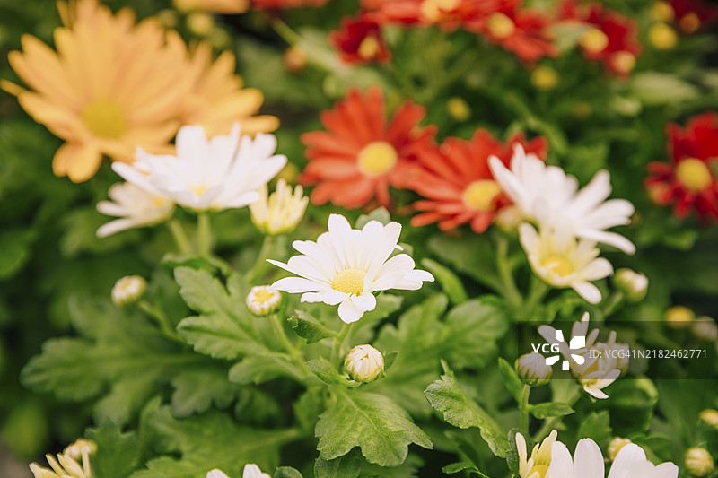 特写色彩斑斓的菊花花园图片素材