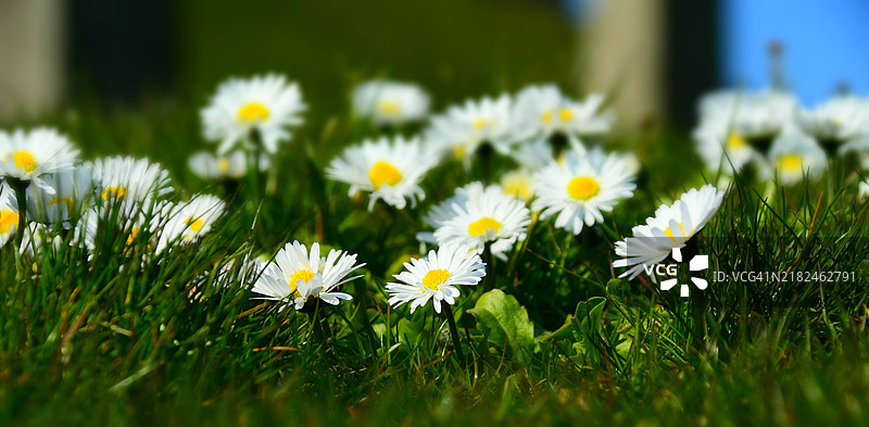 美丽的春天迹象正在显现图片素材