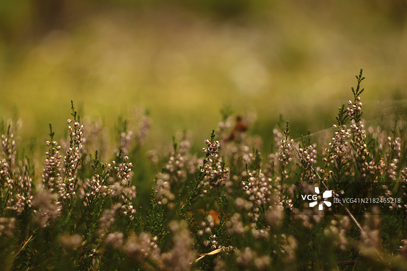 在美丽的背景模糊中，海瑟尔在森林里。图片素材