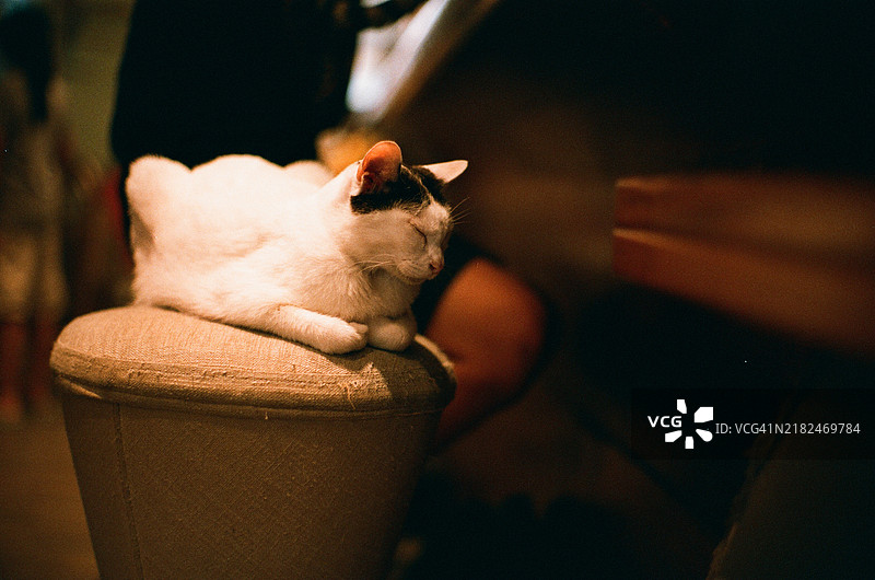 椅子上睡觉的猫图片素材