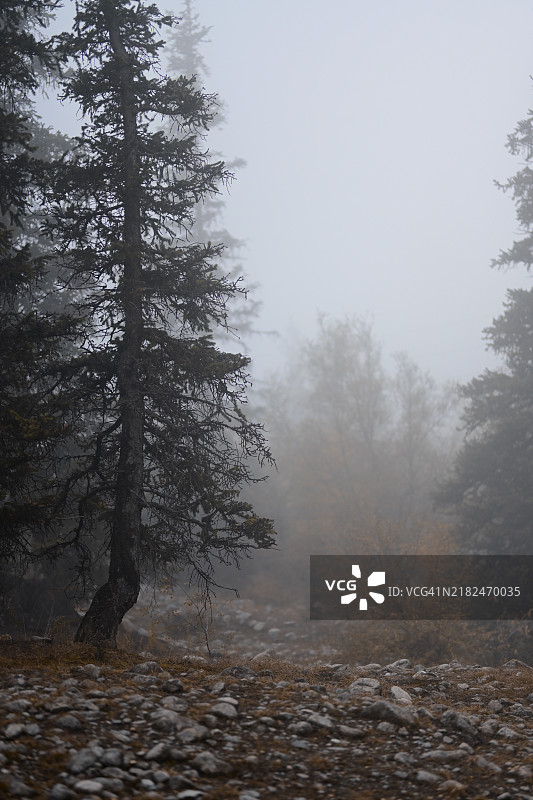 山坡上的高大冷杉树图片素材