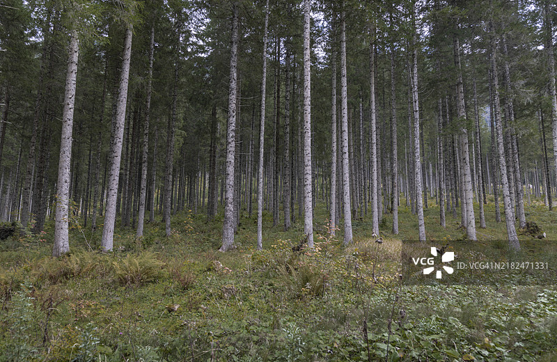 森林中的秋天氛围图片素材