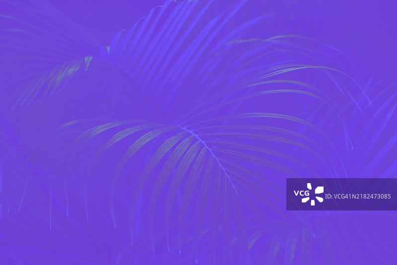 椰子棕榈植物叶子设计的抽象壁纸装饰背景图片素材