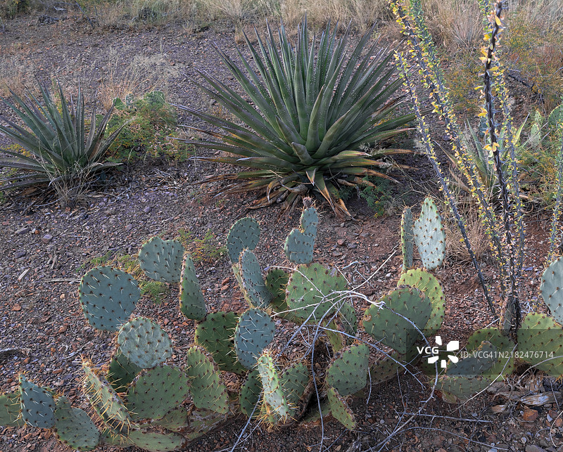 索诺兰沙漠中的干涸河床图片素材