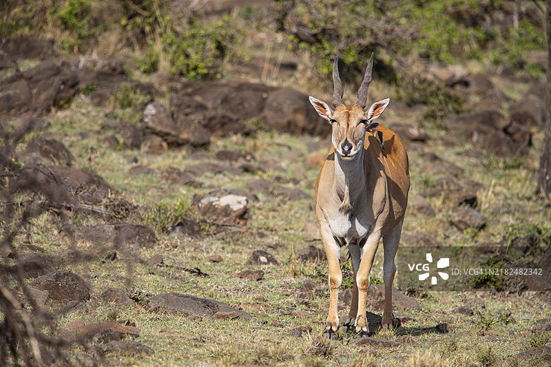 马赛马拉的伊兰（Tragelaphus oryx）肯尼亚图片素材