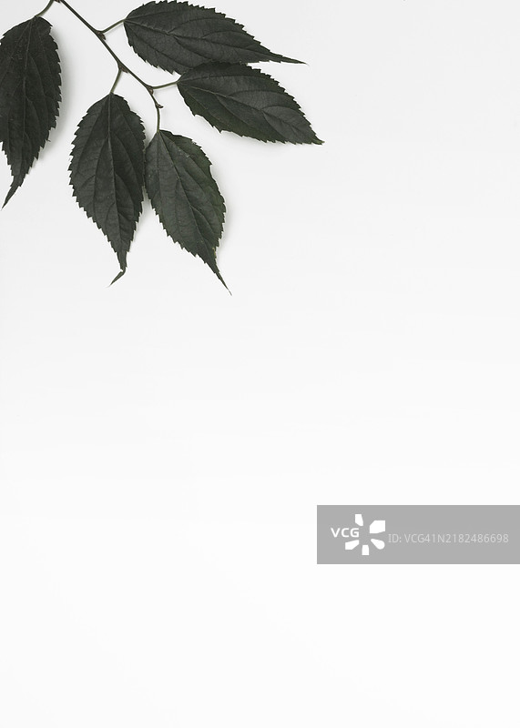 黑叶树枝的角落图片素材