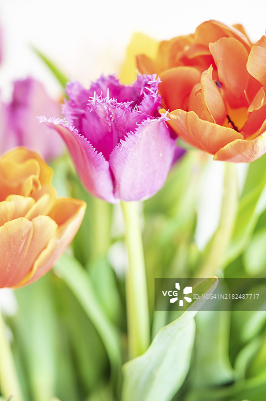 莉拉（郁金香）黄色和橙色的郁金香花束，汉诺威，下萨克森，德国图片素材