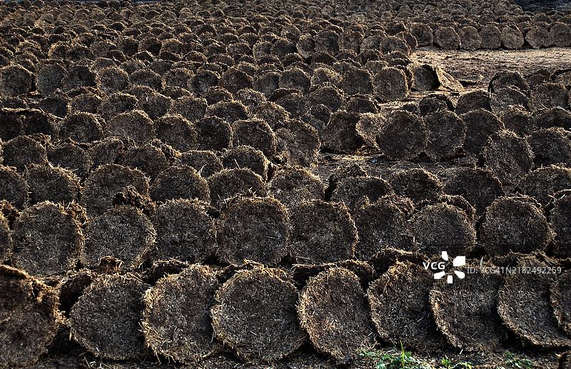 干牛粪准备出售（印度）图片素材